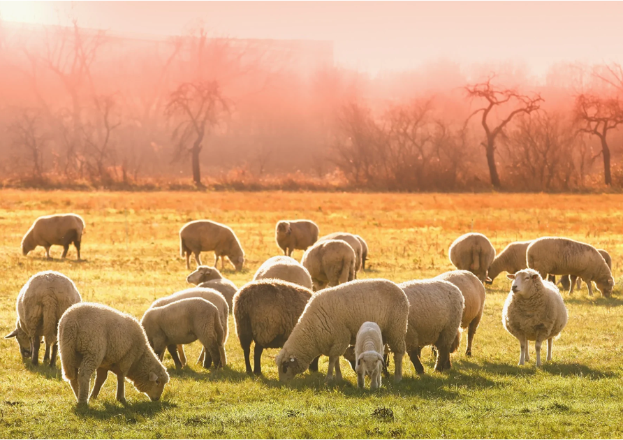 The Sheep of Premium Eco Wool - Holy Lamb Organics